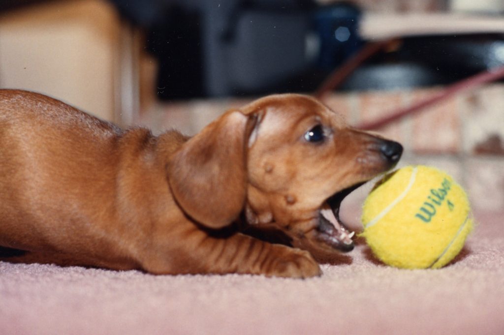 puppy with ball